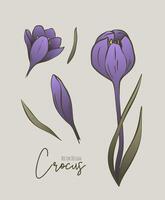 botanique coloré ensemble de ligne illustration de crocus fleurs pour mariage invitation et cartes, logo conception, la toile, social médias et affiche, modèle, publicité, beauté et cosmétique industrie. vecteur