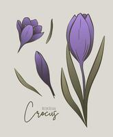 botanique coloré ensemble de ligne illustration de crocus fleurs pour mariage invitation et cartes, logo conception, la toile, social médias et affiche, modèle, publicité, beauté et cosmétique industrie. vecteur