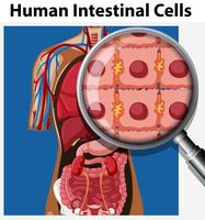 Cellules intestinales et loupe vecteur