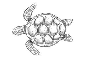 nager gravure mer tortue isolé sur blanc Contexte. main tiré monochrome illustration vecteur
