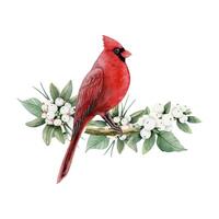 rouge cardinal Noël oiseau sur myrtille branche avec blanc baies aquarelle illustration pour hiver vacances dessins vecteur