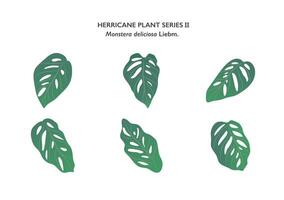 monstera feuilles ornement isolé sur blanc Contexte série1 vecteur