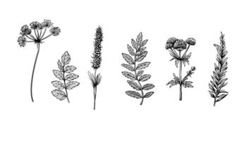 une réaliste esquisser ensemble de sauvage herbes dans noir et blanche. cette détaillé illustration capture le beauté de la nature avec complexe ligne art. vecteur