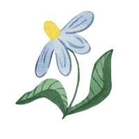 camomille fleur. aquarelle illustration isolé sur blanc Contexte vecteur