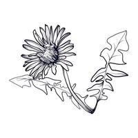 noir et blanc dessiné à la main dessin de une pissenlit fleur vecteur