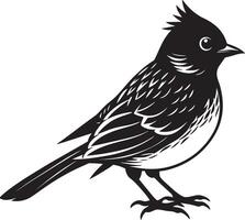 noir et blanc rayé bulbul - illustration - isolé sur blanc Contexte vecteur