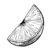 tranche de citron fruit. esquisser main tiré illustration. noir contour encre de agrumes fruit. isolé sur blanc Contexte. conception pour menu, emballer, cosmétique, textile vecteur