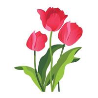 isolé tulipes fleurs. illustration vecteur