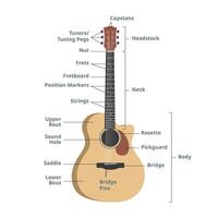 les pièces de un acoustique guitare graphique illustration. guitare anatomie infographie. guitare les pièces. poupée, cou, touche, frettes, cordes, réglage chevilles, du son trou, pickguard. guitare les pièces vecteur