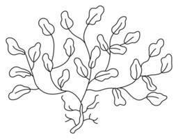 noir et blanc algues icône. en dessous de le mer ligne illustration avec mignonne phyllophore. océan plante clipart. dessin animé sous-marin ou Marin agrafe art, coloration page pour les enfants vecteur