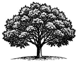 dessin d'illustration d'arbre vecteur