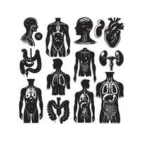 Humain organe collection silhouette. interne isolé organes ensemble. plat graphique conception illustration vecteur