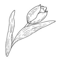 tulipe fleur illustration. incurvé feuilles ampoule tête noir contour graphique dessin. botanique fleur salutation carte. encre ligne contour silhouette contour vecteur