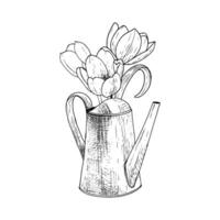 arrosage pouvez tulipe fleur illustration métal. incurvé jardinage décoration l'eau. noir contour graphique dessin. encre ligne contour silhouette contour vecteur