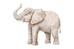 aquarelle réaliste bébé l'éléphant isolé sur blanc Contexte. vecteur