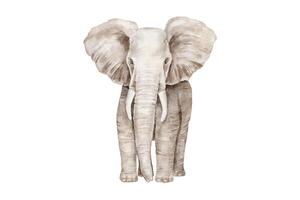 aquarelle réaliste l'éléphant isolé sur blanc Contexte. vecteur