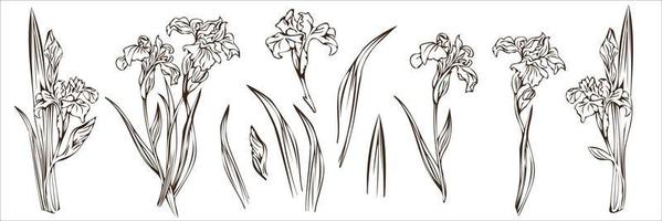 serti de 12 iris détaillés, illustration vectorielle isolée. vecteur