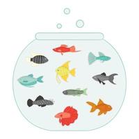 illustration de couleur vectorielle d'autocollants de poissons dans l'aquarium. jolie photo de molly, guppy, platyfish, poisson rouge, danio, scalare, cichlasoma, ancistrus, gourami pour animalerie ou illustration pour enfants vecteur