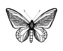 illustration vectorielle en noir et blanc d'un papillon. croquis d'insectes dessinés à la main. dessin graphique détaillé du mur marron dans un style vintage vecteur