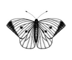 illustration vectorielle en noir et blanc d'un papillon. croquis d'insectes dessinés à la main. dessin graphique détaillé du mur marron dans un style vintage. vecteur