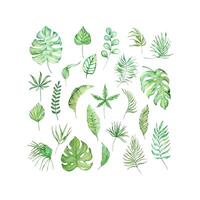 aquarelle brillant vert tropical feuilles, pour été dessins vecteur