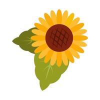 Jaune tournesol dans plein Floraison avec feuilles. botanique clipart dans plat style. illustration dans chalet coeur isolé sur blanc Contexte. parfait pour cartes, logo, décorations, printemps et été conceptions. vecteur