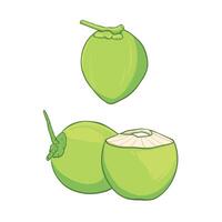 illustration de entier et moitié vert Jeune noix de coco. vecteur