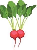 illustration vectorielle de radis rouge légume vecteur