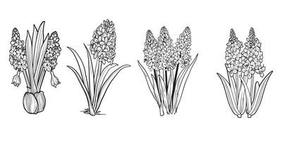 jacinthe fleur collection dans noir et blanc vecteur