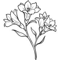 freesia fleur plante contour illustration coloration livre page conception, freesia fleur plante noir et blanc ligne art dessin coloration livre pages pour les enfants et adultes vecteur