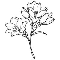 freesia fleur plante contour illustration coloration livre page conception, freesia fleur plante noir et blanc ligne art dessin coloration livre pages pour les enfants et adultes vecteur