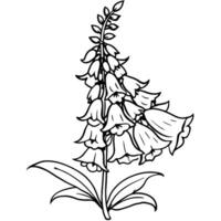 digitale pourprée fleur plante contour illustration coloration livre page conception, digitale pourprée fleur plante noir et blanc ligne art dessin coloration livre pages pour les enfants et adultes vecteur