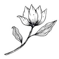 magnolia fleur. main tiré floral illustration dans ligne art style peint par noir encres sur isolé Contexte. floral ancien gravé dessin pour salutation cartes ou mariage invitations vecteur
