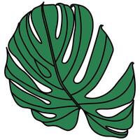 décoratif illustré monstera deliciosa plante illustration. brillant vert graphique illustration de une monstera feuille plante. vecteur