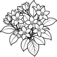 jasmin fleur bouquet contour illustration coloration livre page conception, jasmin fleur bouquet noir et blanc ligne art dessin coloration livre pages pour les enfants et adultes vecteur