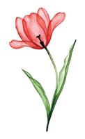 transparent fleur rouge tulipe. aquarelle dessin, printemps fleurs radiographie vecteur