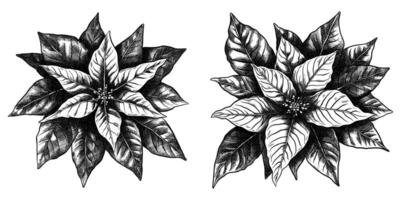 ensemble de poinsettia avec fleurs et feuilles. noir et blanc encre isolé illustration dans esquisser ligne style. vecteur