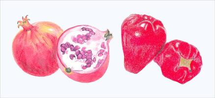 mignonne aquarelle fruit clipart - Télécharger délicieux été nourriture vecteur