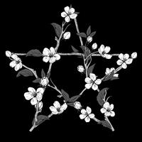 Signe pentagramme fait avec des branches d&#39;un arbre en fleurs. Fleurs blanches botaniques dessinés à la main sur fond noir. vecteur