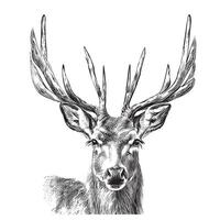 cerf visage sauvage animal esquisser main tiré illustration vecteur