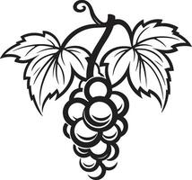 les raisins et agrumes vigne de grain de raisin avec pamplemousse vignoble la fusion vigne noir ic symbole vecteur