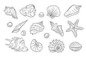 été plage griffonnage ensemble de coquillages. collection de main tiré contour dessin de huître mollusque et escargot coquilles dans Facile linéaire style. moderne minimaliste contour icône ensemble vecteur