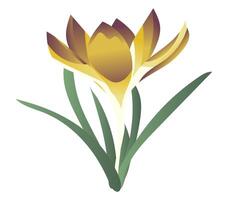 Jaune Safran sur tige dans plat conception. printemps crocus premier fleur. illustration isolé. vecteur