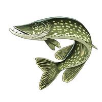 main tiré illustration de brochet poisson vecteur