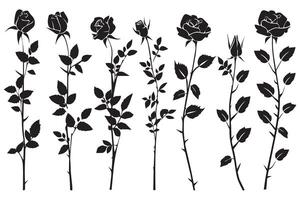 Rose silhouettes illustration. noir bourgeons et tiges de des roses pochoirs isolé sur blanc Contexte vecteur