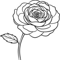 renoncule fleur contour illustration coloration livre page conception, renoncule fleur noir et blanc ligne art dessin coloration livre pages pour les enfants et adultes vecteur