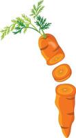 Frais carotte Couper dans moitié vecteur