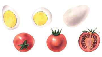 Cerise tomates, Caille des œufs Couper et ensemble. aquarelle illustration. une ensemble de isolé objets de le crevette collection. pour le conception et conception de menus, recettes, les cafés, emballage, prix Mots clés. vecteur