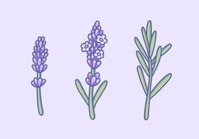 lavande fleurs. français plante avec violet fleurs et feuille. botanique dessin dans élégant Provence style avec aromatique herbe lavande vecteur