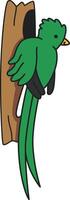 mignonne quetzal illustration vecteur